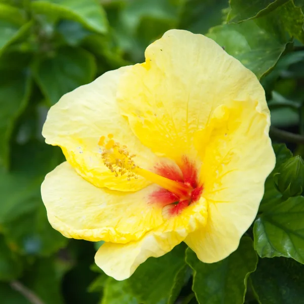 Beautiful view of yellow Hibiscus flower — Stock Photo, Image