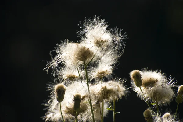 Fluffy plants on a black background — Stock Photo, Image