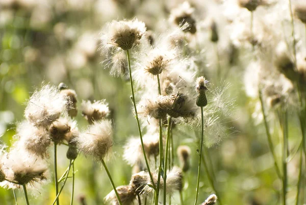 Fluffiga växter i naturen — Stockfoto