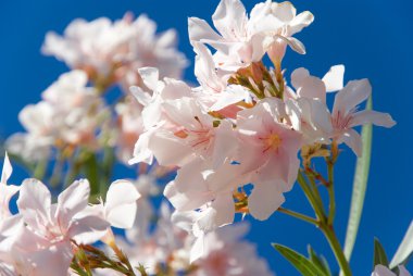 pastel pembe nerium oleander bir arka planda gökyüzü