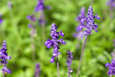 arka plan Bahçe üzerinde mor çiçekler