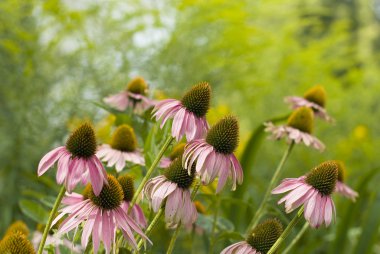 Bahçedeki pembe papatyalar