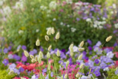 arka çiçekli Bahçe gür bitki