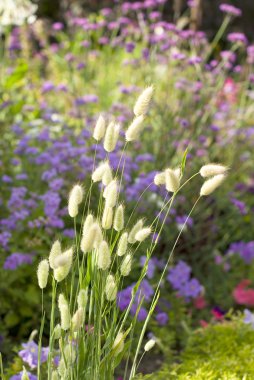 arka çiçekli Bahçe gür bitki