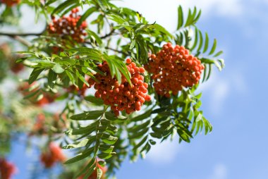 güzel kırmızı meyveler ile kaplı rowan şubeleri