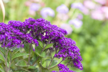 arka plan Bahçe üzerinde mor çiçekler