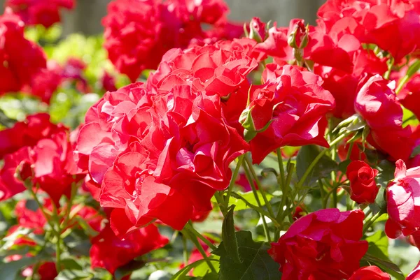 Beaucoup de roses rouges dans le jardin — Photo