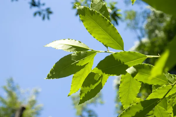 defne ağacı gökyüzünde taze yaprakları