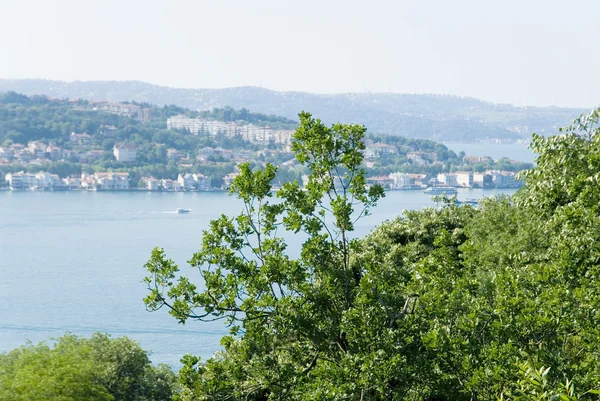 Defne ağacı arka planda istanbul'da deniz — Stok fotoğraf