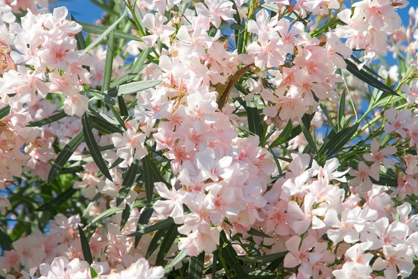 파스텔 핑크 Nerium 서양 협 죽도 꽃 하늘 배경 — 스톡 사진