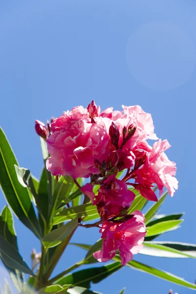 Rosa adelfa de Nerium sobre un fondo del cielo —  Fotos de Stock