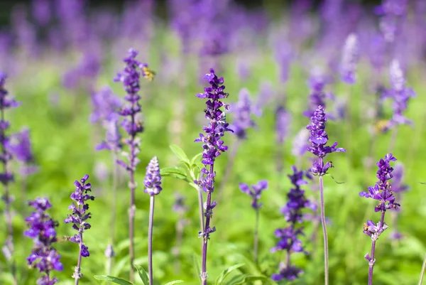 Фиолетовые цветы на фоне сада — стоковое фото