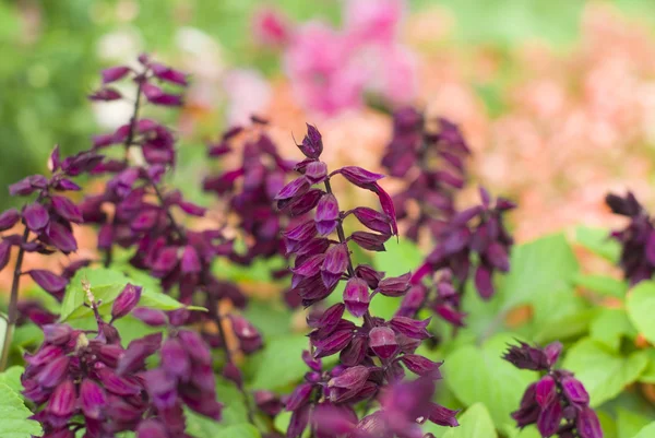 Fiori bordeaux in giardino — Foto Stock