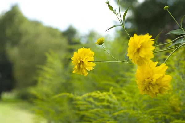 정원에 있는 노란 꽃들 — 스톡 사진