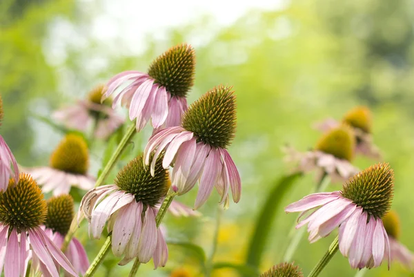 Roze madeliefjes in de tuin — Stockfoto