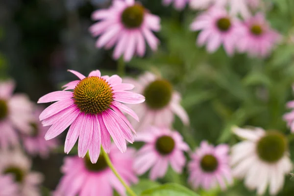 Rosa prästkragar i trädgården — Stockfoto