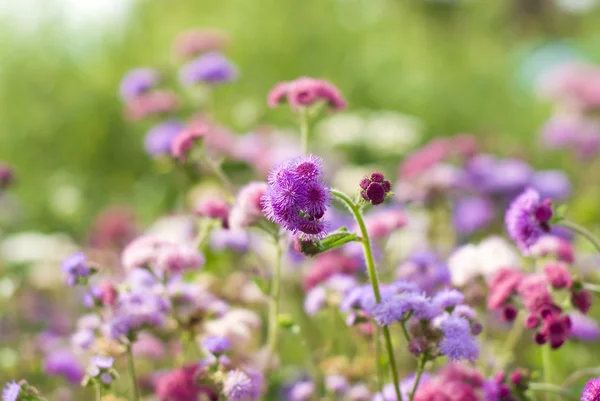 Фиолетовые цветы в цветущем саду — стоковое фото