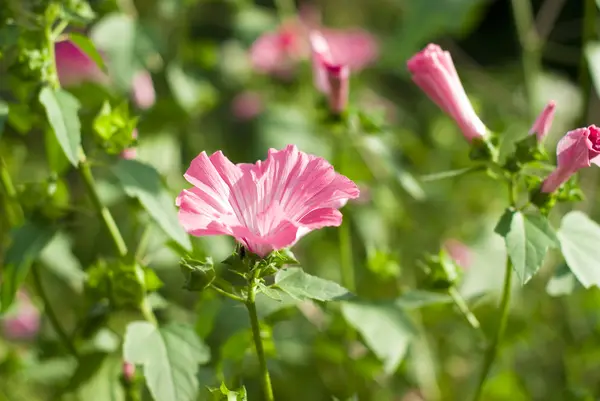 Flores rosadas en el jardín —  Fotos de Stock