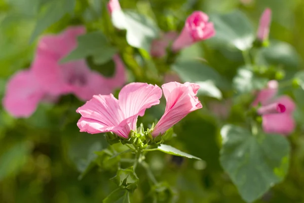 Bahçede pembe çiçekler — Stok fotoğraf