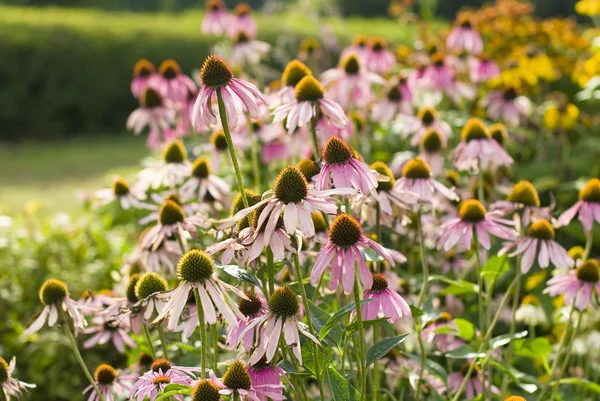 Marguerites roses dans le jardin — Photo