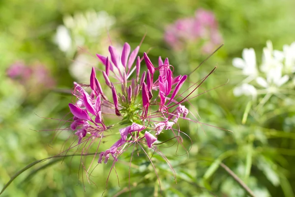 Flores cor de rosa no jardim — Fotografia de Stock