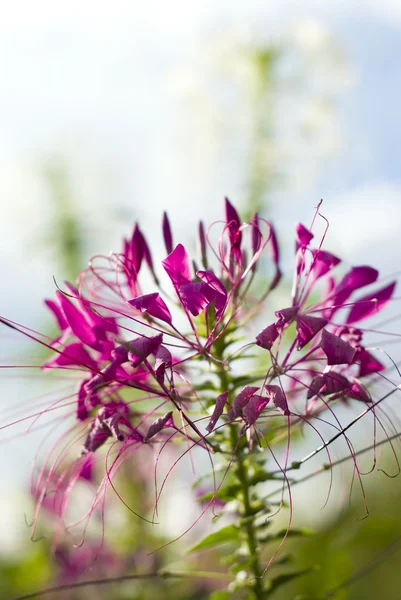 Roze bloemen — Stockfoto