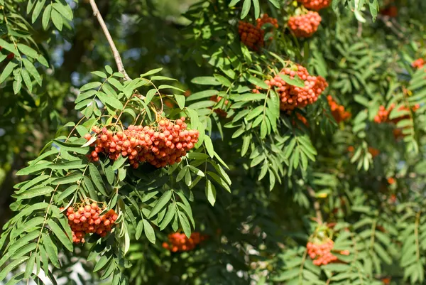 Rowan branches covered with beautiful red berries — Stock Photo, Image