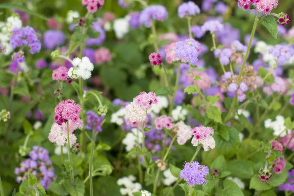 Fiori viola nel giardino fiorito — Foto Stock