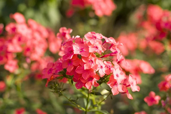 Roze bloemen in de tuin — Stockfoto
