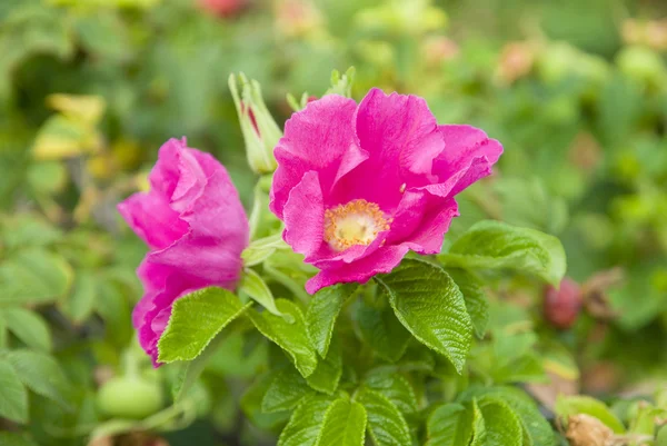 Pink flowers of rose hips — Stock Photo, Image