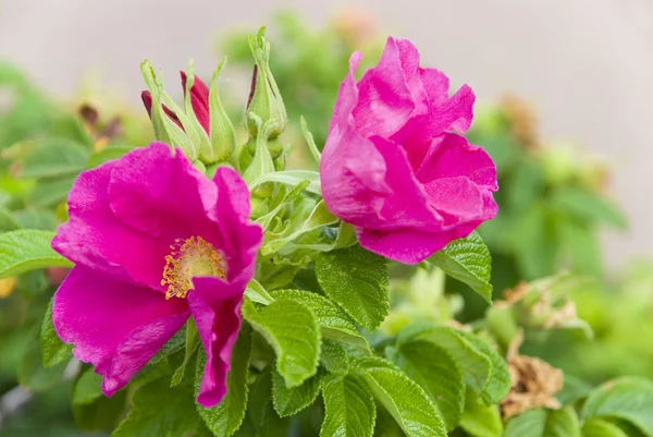 Rosa blommor av nypon — Stockfoto