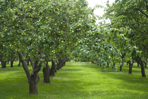 Apfelgärten in kolomenskoye, moskau, russland — Stockfoto