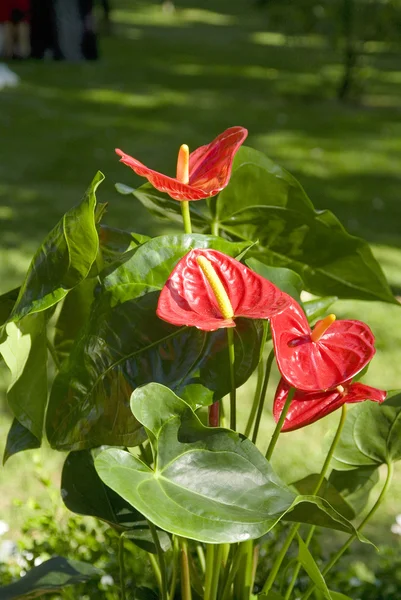 Flor roja de anturio Fotos De Stock