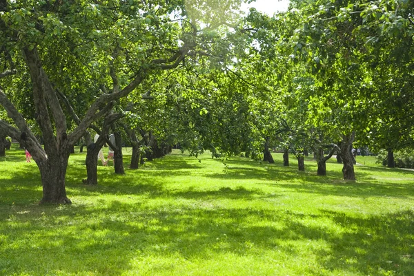 Elma bahçeleri kolomenskoye, Moskova, Rusya Telifsiz Stok Imajlar