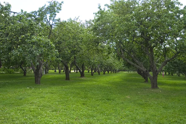 Apple садів у Kolomenskoye, Москва, Росія Стокове Зображення