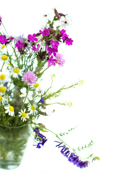 Bouquet of wild flowers on a white background — Stock Photo, Image