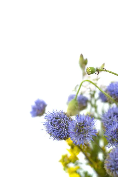 白い背景の上の野生の花の花束 — ストック写真