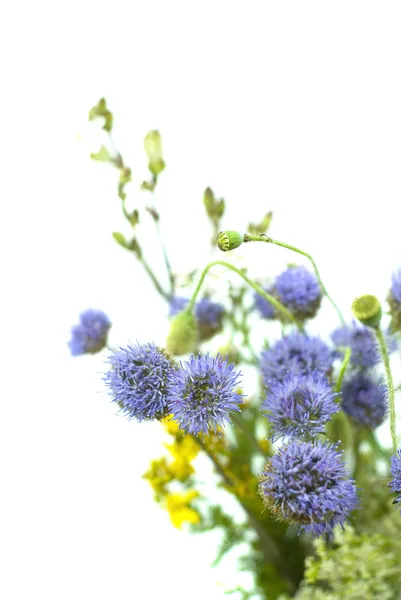 白い背景の上の野生の花の花束 — ストック写真