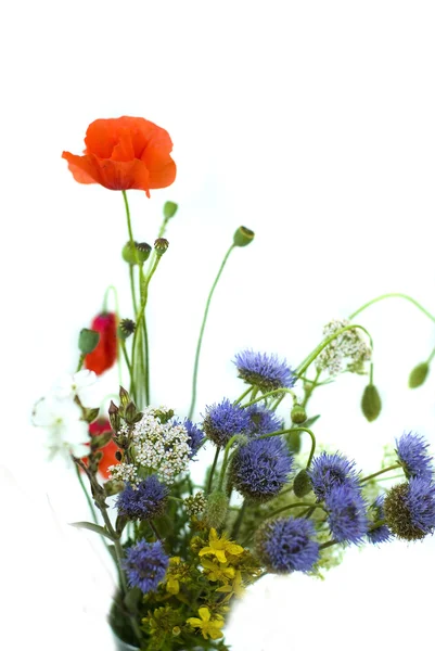 Buquê de flores silvestres em um fundo branco — Fotografia de Stock