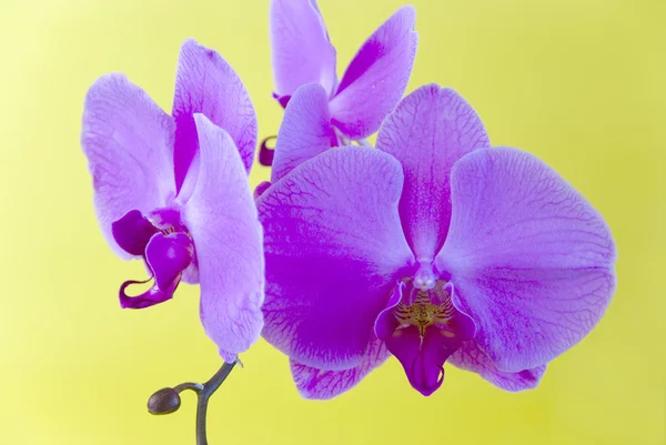 Orquídea roxa isolada no fundo amarelo — Fotografia de Stock