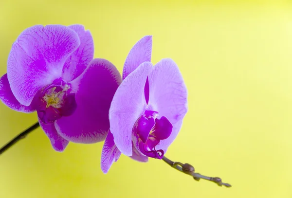 Purple orchid isolated on yellow background — Stock Photo, Image