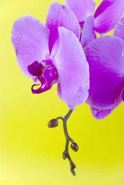 Purple orchid isolated on yellow background — Stock Photo, Image