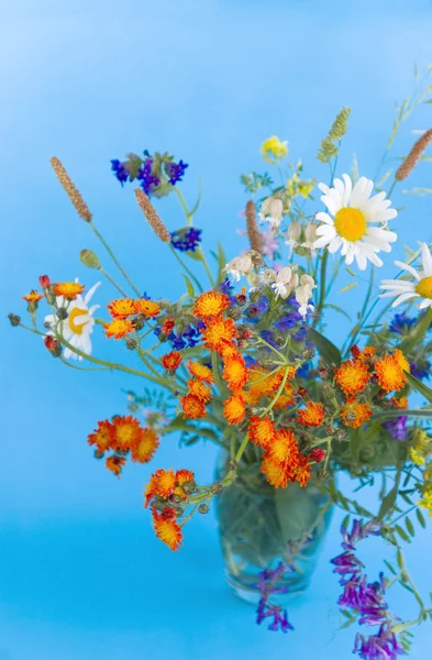 Vilda blommor på blå bakgrund — Stockfoto