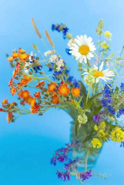 Άγρια λουλούδια σε μπλε φόντο — Φωτογραφία Αρχείου