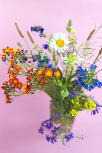 Flores selvagens em um fundo rosa — Fotografia de Stock