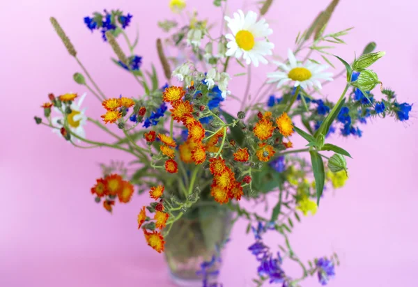 Flores selvagens em um fundo rosa — Fotografia de Stock