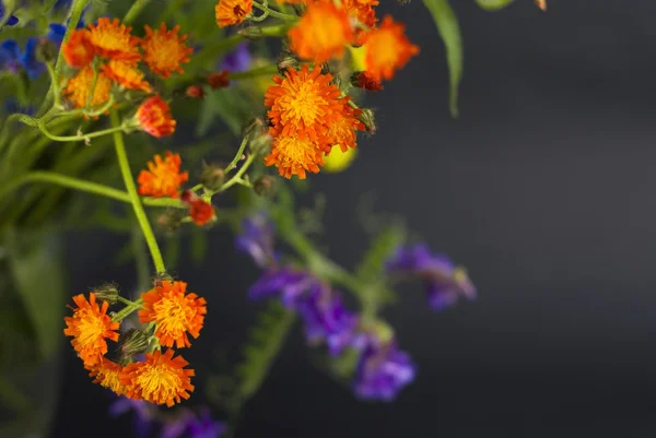 Flores selvagens em um fundo preto — Fotografia de Stock