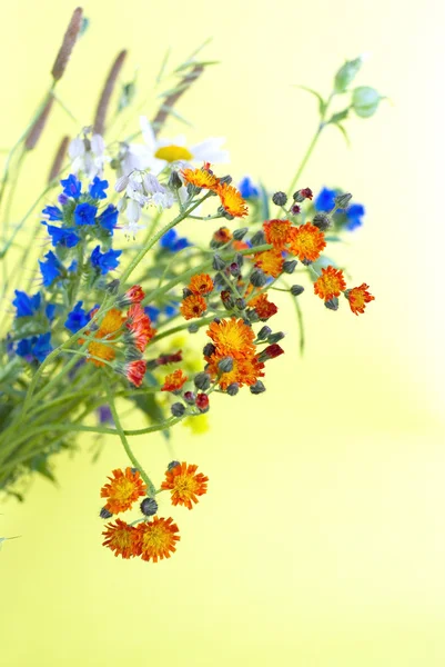 Flores selvagens em um fundo amarelo — Fotografia de Stock