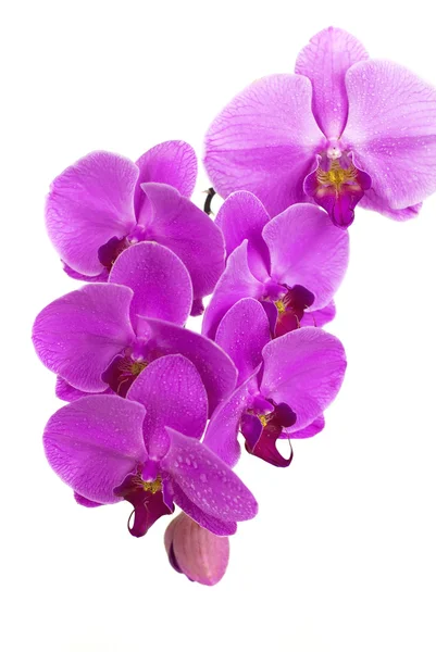 Lila gyönyörű orchidea elszigetelt fehér background — Stock Fotó