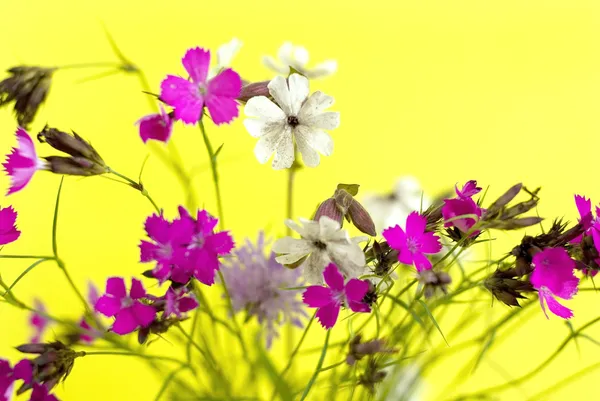 黄色の背景に野生の花 — ストック写真